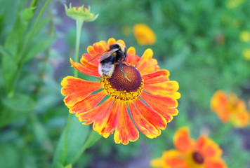 Bumblebee on a flower of helenium on the flowerbed.