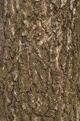 Texture of bark of old birch. Texture of a cracked rough tree bark for graphic design.