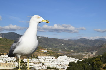 Gaviota observando el paisaje