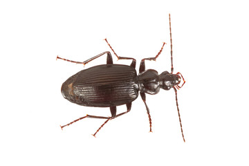 Ground beetle (Limodromus assimilis) on a white background