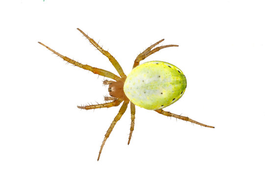 Green spider (Araniella cucurbitina) on a white background