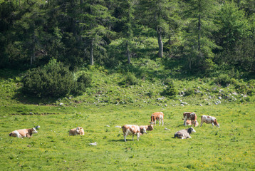 Fototapeta na wymiar Cattle grazing in the Alps
