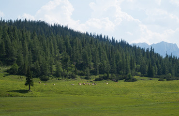 Fototapeta na wymiar Cattle grazing on a high alpine meadow