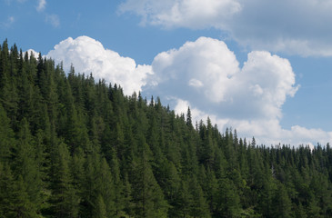 Forest meets the sky