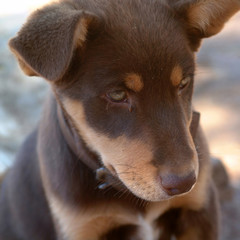 Flinders Rangers National Park, Australia - February 09, 2002: Dingo puppy.