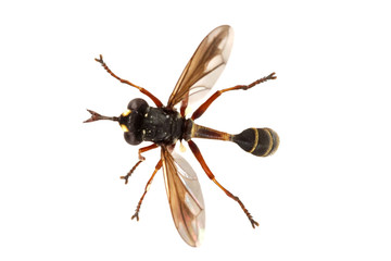 Fly (Physocephala rufipes) on a white background