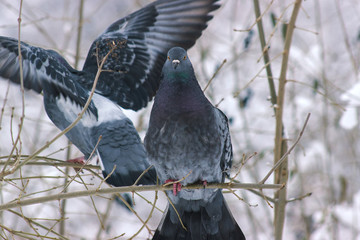 Pigeons sitting on the branch