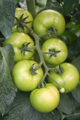 Pomodori verdi tondi su pianta nell'orto