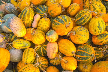 Pumpkin harvest at evening