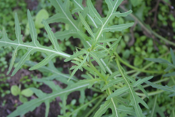 Rucola o Ruca o Ruchetta nell'orto. Insalata dalle foglie verdi
