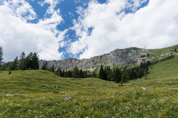 Fototapeta na wymiar Alpine meadow covered in flowers