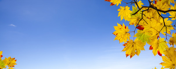 easy picture beautiful maple autumn landscape background