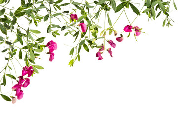 Several blooming shoots of pink pea. Shoots of flowering pink pea on a white background.