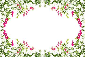 Frame with flowering pink pea shoots on a white background.