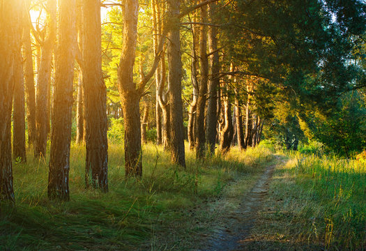 Fototapeta Sunny weather in the forest nature