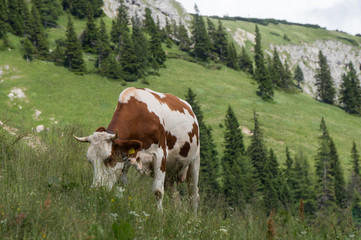 Fototapeta na wymiar Lone cow grazing in the Alps
