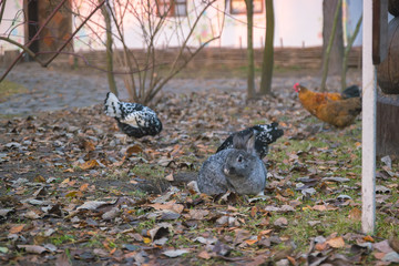 Red bunny rabbit is sitting in the back yard in the grass