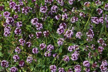 Fototapeta premium Small violet alpine flowers