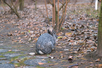 Red bunny rabbit is sitting in the back yard in the grass