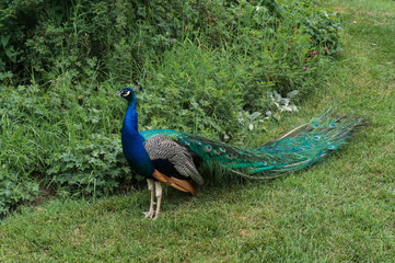 Fototapeta premium A beautiful peacock in the Eggenberg palace garden