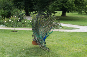 Majestic peacock in the garden