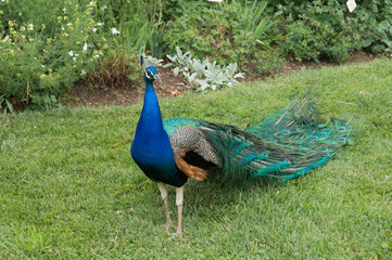 Obraz premium A beautiful peacock in the Eggenberg palace garden