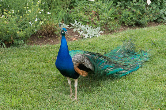 A beautiful peacock in the Eggenberg palace garden