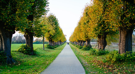 Tree lined pathway