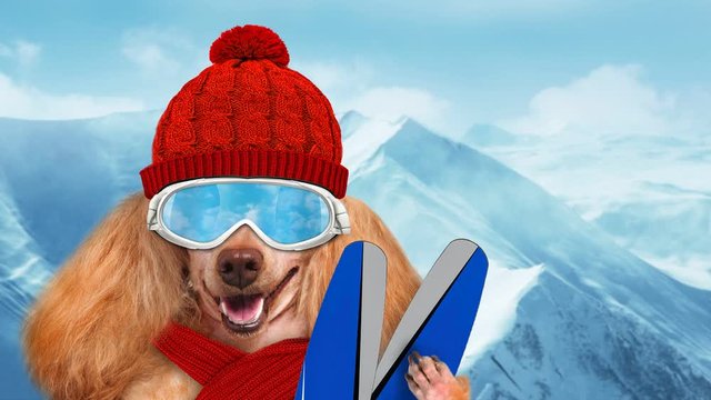 Cinemagraph - Skier dog wearing sunglasses relaxing in the mountain . Motion Photo.