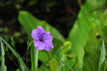 Bright green leaf and purple flowers a rainy day