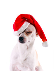 Little dog chihuahua in a Santa hat