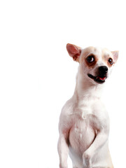 Cute funny dog chihuahua