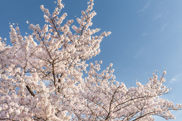 Beautiful cherry blossom sakura with nice blue sky..
