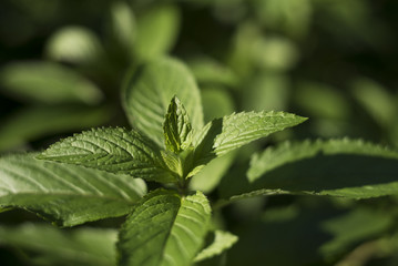 A group of peppermint plants stand tall under the late afternoon summer sunshine.