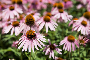 A group of echinacea flowers stand in full bloom, under the bright summer sunshine.