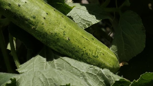 Panning over gourd family Cucurbitacea footage - Slow pan on creeping plant of cucumber vegetable video 