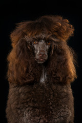 Königspudel Portrait