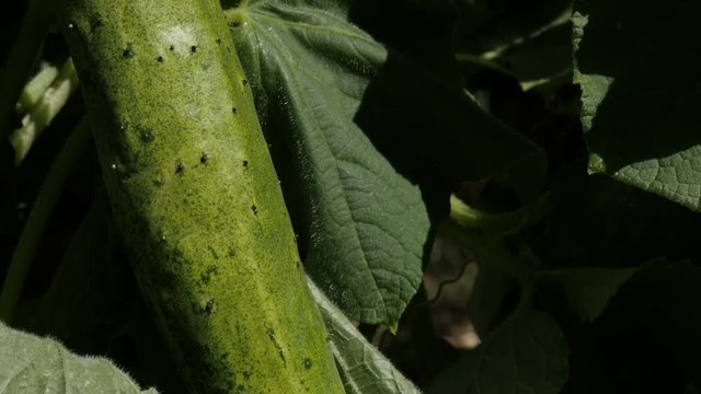 Vines of gourd family Cucurbitacea 4K 2160p 30fps UltraHD footage - Creeping plant of cucumber vegetable 3840X2160 UHD video 
