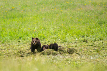 A grizzly bear with two cubs eating a dead buffalo found in Yellowstone National Park 