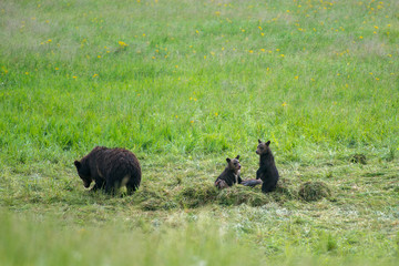 A grizzly bear with two cubs eating a dead buffalo found in Yellowstone National Park 