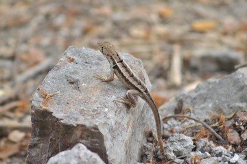 Chillin Lizzard_Bosque Protector Cerro Blanco