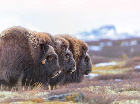 3 Musk oxes on guard