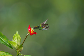 colibrì hummingbirds Costa Rica