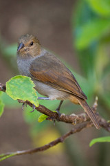 Guadeloupe, Rouge-gorge femelle