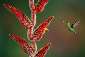 colibrì hummingbirds Costa Rica