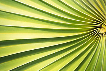 Obraz premium Sunlight on green leaves make a beautiful shiny leaves,Natural background texture