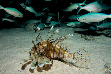 Lionfish in the red sea