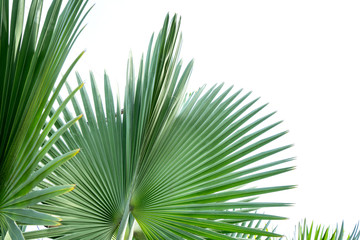 Fiji fan palm isolated on white background