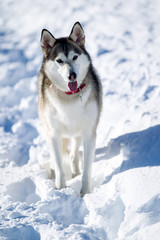 Cane alaskan husky esquimese 