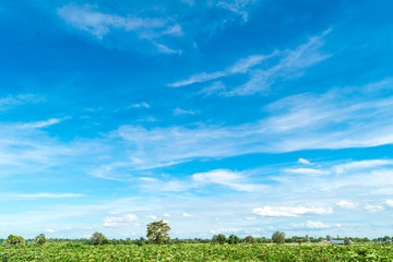 Obraz premium Blue sky and cloud with tree. landscape background.